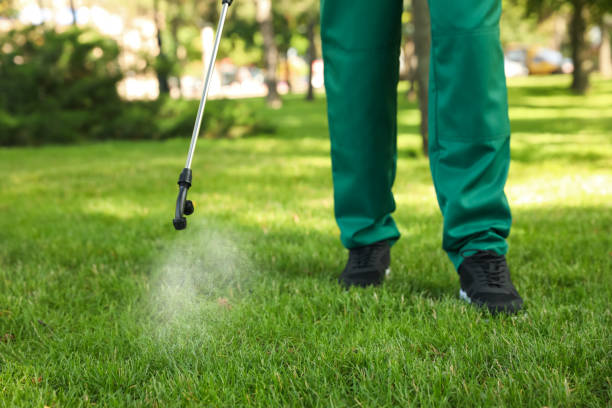 Best Termite Control Services  in Mcallen, TX