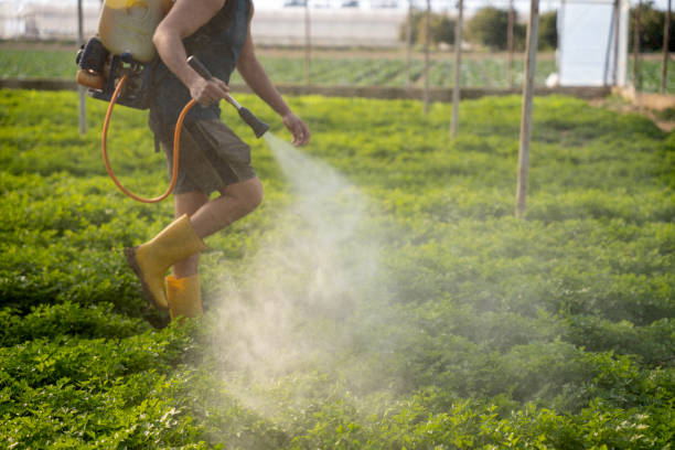 Best Pest Control for Homes  in Mcallen, TX