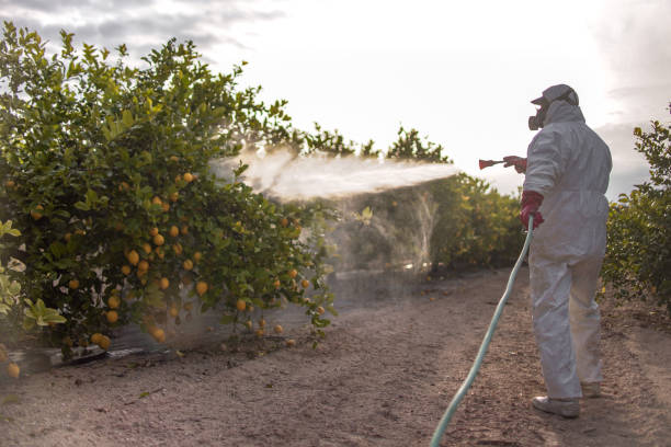 Best Pest Control for Restaurants  in Mcallen, TX