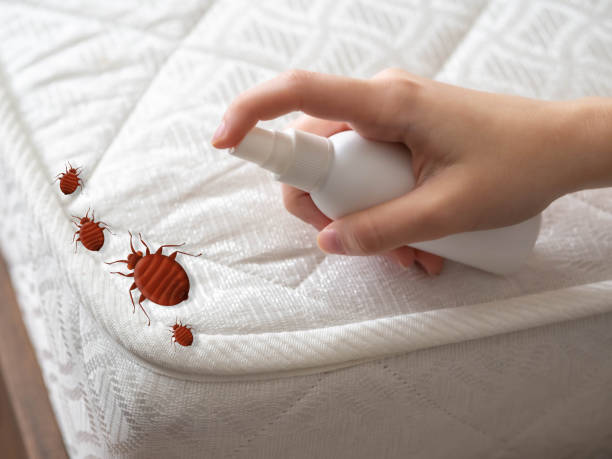 Best Pest Prevention Services  in Mcallen, TX
