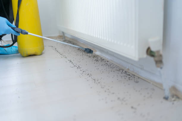 Best Cockroach Control Services  in Mcallen, TX
