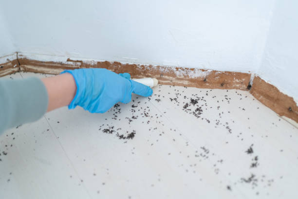 Best Best Pest Control Companies  in Mcallen, TX