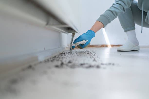 Best Pest Removal Services  in Mcallen, TX